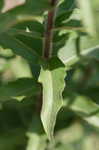 Starry rosinweed